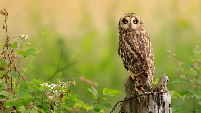 Short-eared owl perched on a wooden post