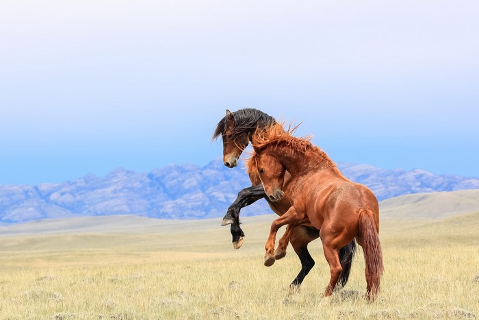 Two wild horses fighting in a field with mountains