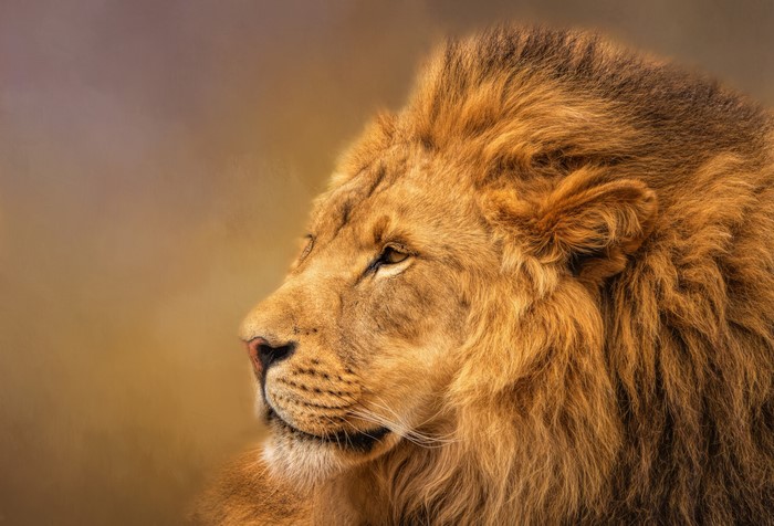Close-up of a male lion's head