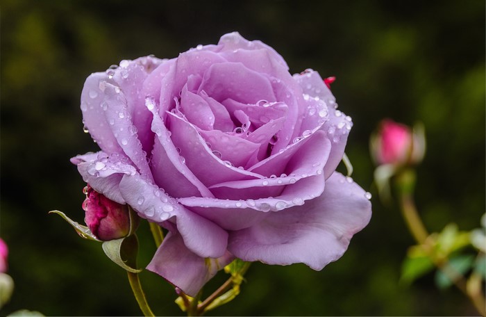 Purple rose with water drops and buds