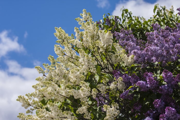 White and purple lilacs against a blue sky