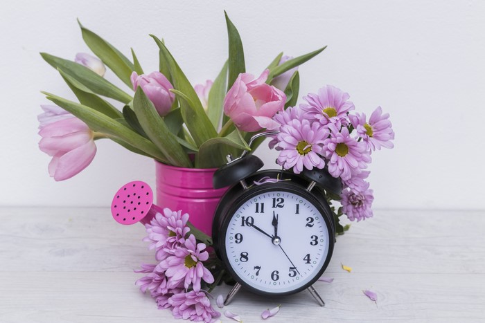 4K Tulips and Chrysanthemums with Alarm Clock