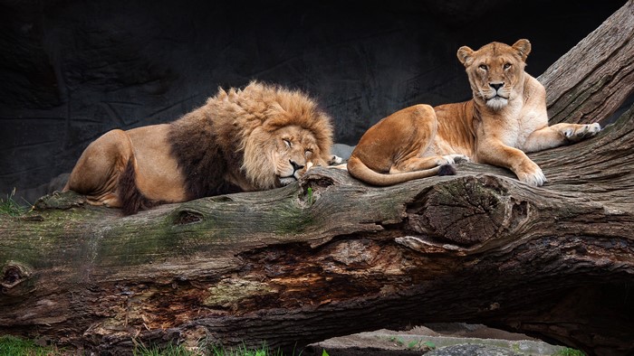 4K Lions and Lioness on a Log