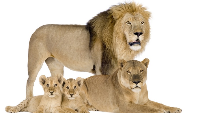 Lion family with cubs on white background