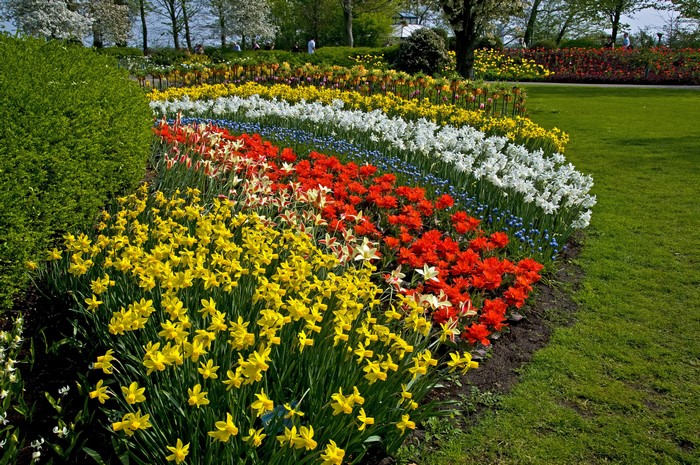 Keukenhof Gardens with Daffodils and Tulips in Lisse, Netherlands