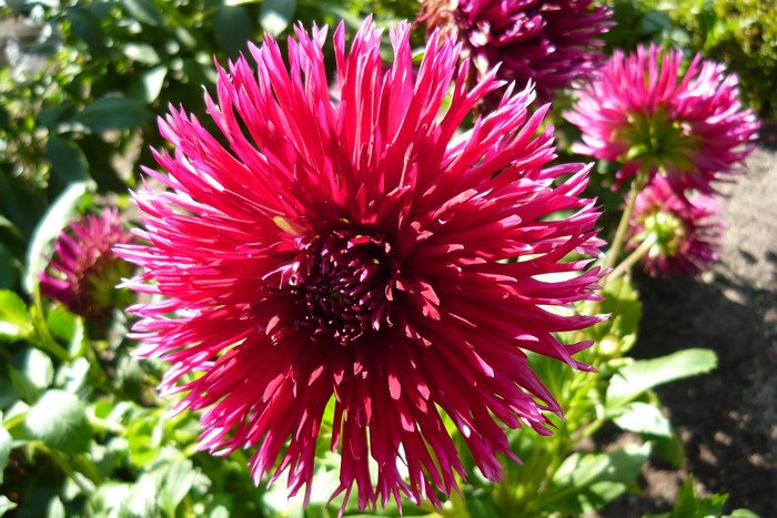 Close-up of a pink dahlia flower