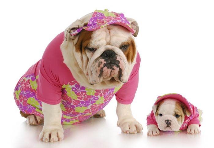 Two bulldogs in matching outfits
