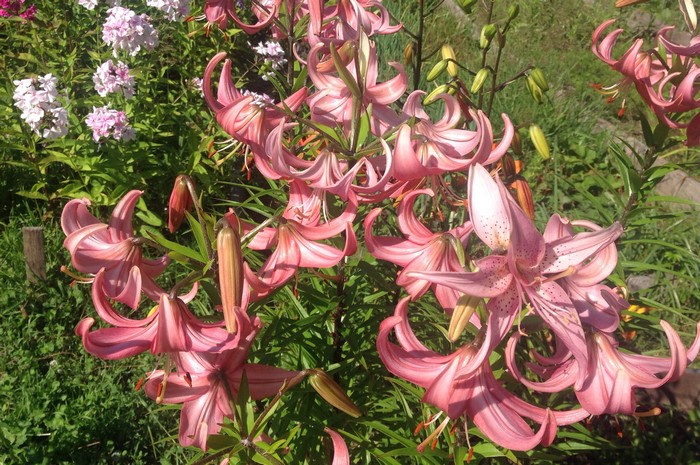Pink lilies and phlox flowers in a garden