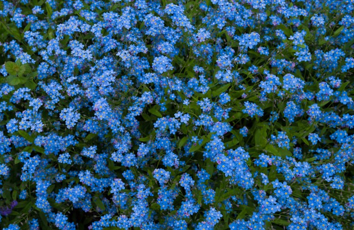 Many light blue Myosotis flowers