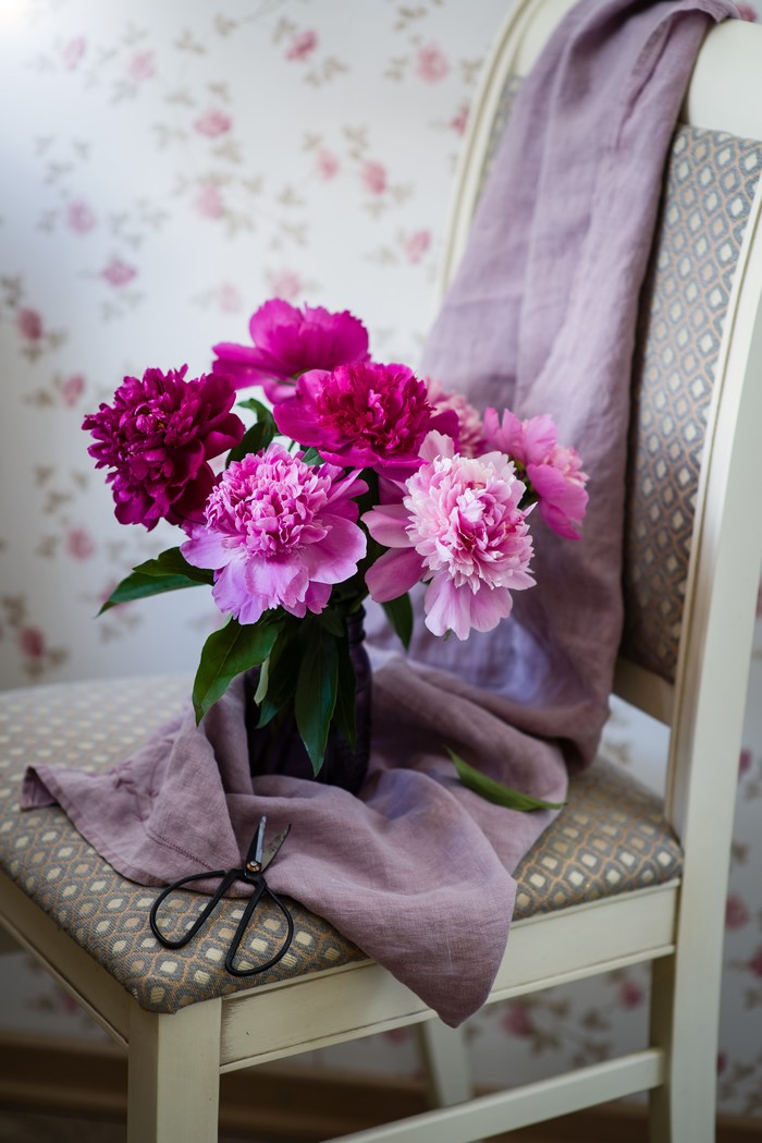 Peonies on a chair with scissors