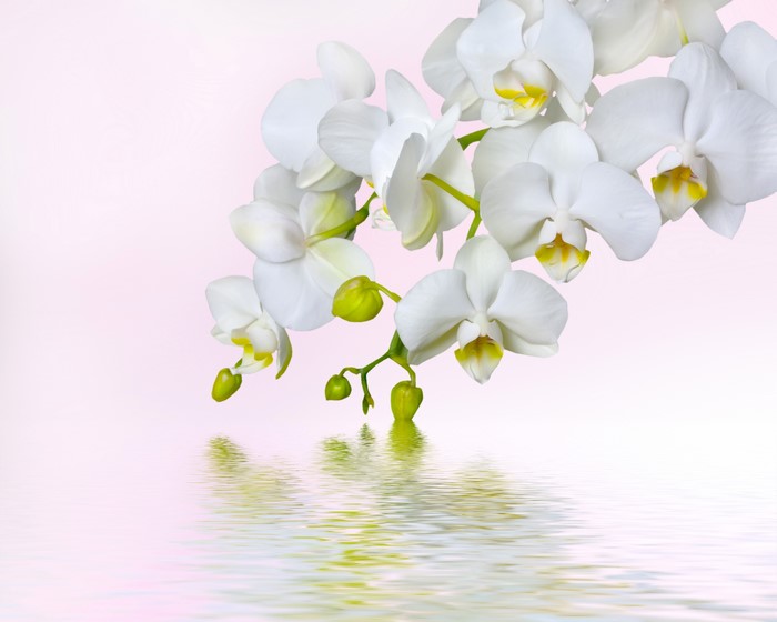 White Orchids Reflected in Water