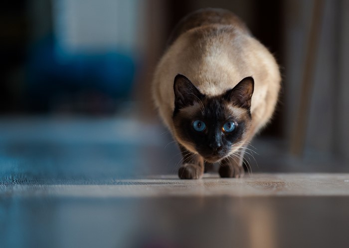 Siamese cat with blue eyes crouching