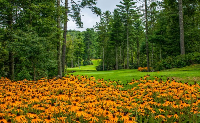 Field of Black-Eyed Susans with Golf Course in North Carolina