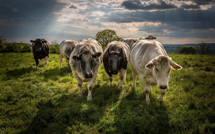 Cows standing in a grassy field under a cloudy sky