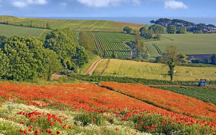 Poppy Fields and Rolling Hills in England
