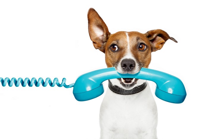 Jack Russell terrier holding a telephone receiver