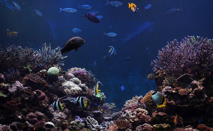 Underwater coral reef with various fish species