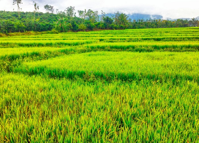 Terraced rice fields in Lam Dong, Vietnam