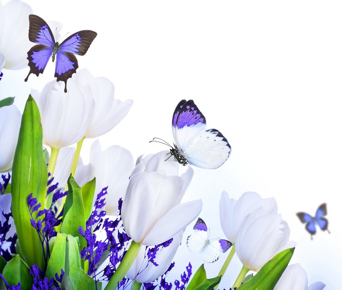 White Tulips with Purple Butterflies