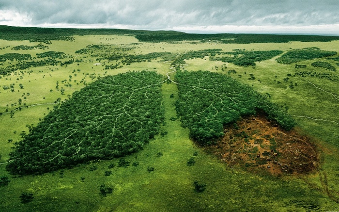 Aerial view of a forest shaped like lungs, one side deforested