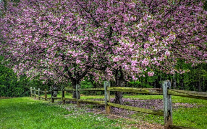 Flowering trees with a wooden fence in a garden