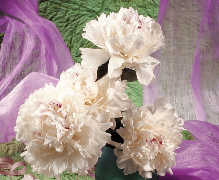White Peonies with Purple Draping