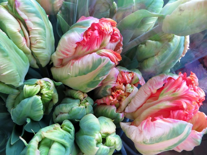 Parrot Tulips with pink and green petals