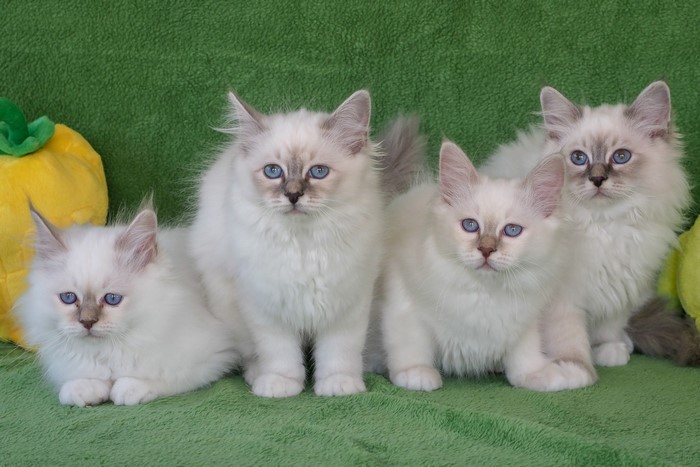 Four Birman kittens with blue eyes on a green background