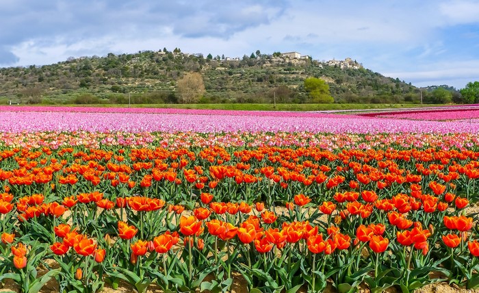 Fields of Orange and Pink Tulips with Village on Hill