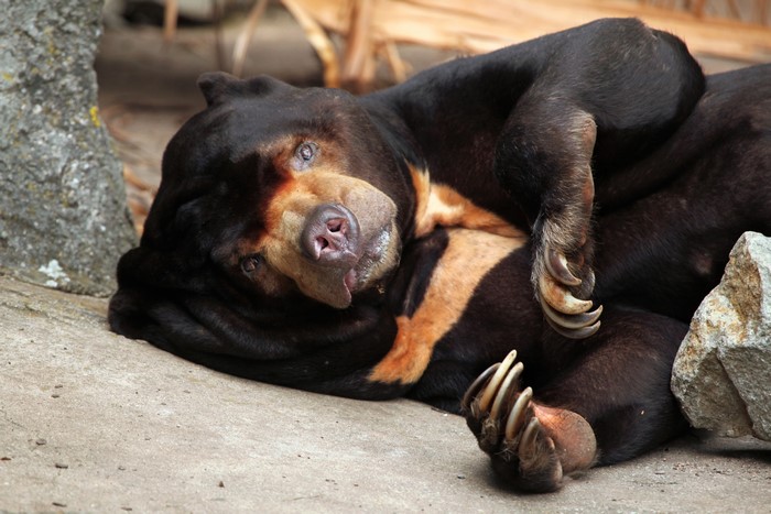 Malayan bear lying down with claws visible