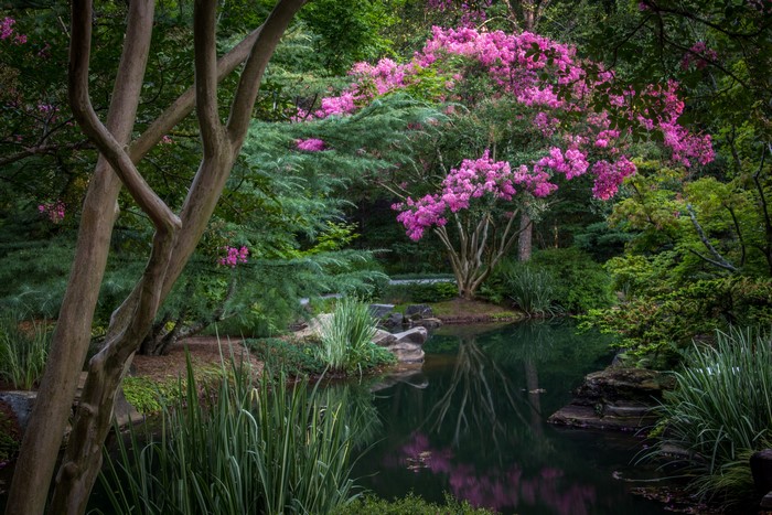 Gibbs Gardens pond with flowering trees and shrubs