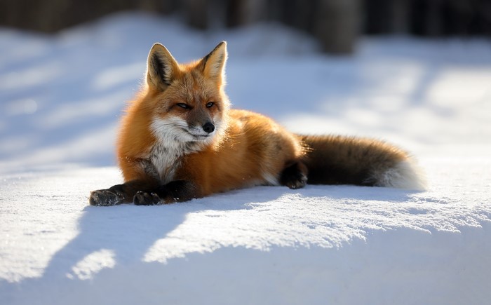 Red fox lying in the snow