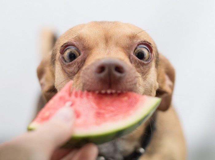 Chihuahua dog eating watermelon slice
