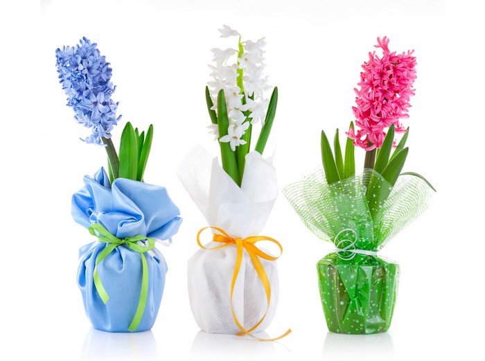 Three potted hyacinths in blue, white, and pink
