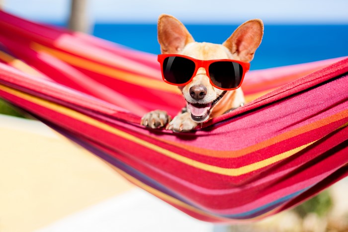 Chihuahua dog wearing sunglasses in a hammock