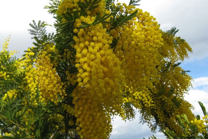 Close-up of yellow mimosa flowers on branches