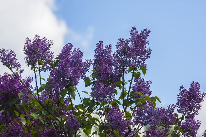 Purple Lilac Branches Against a Blue Sky