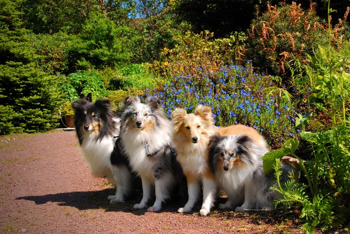 Four Sheltie dogs sitting in a garden