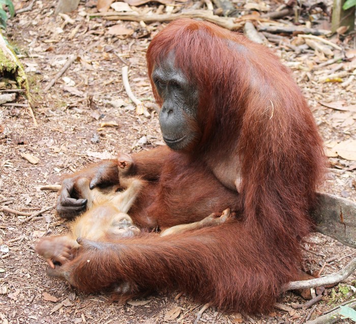 Mother and baby orangutan resting on the ground