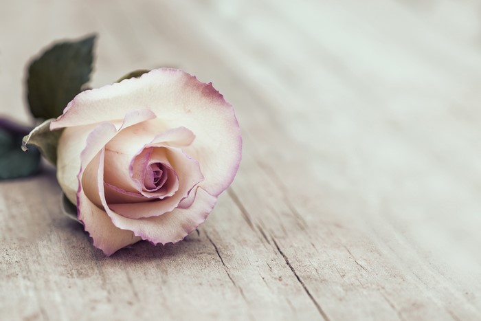 Single rose on wooden planks