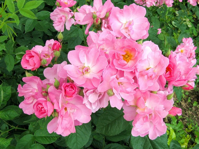 Cluster of Pink Roses in Bloom