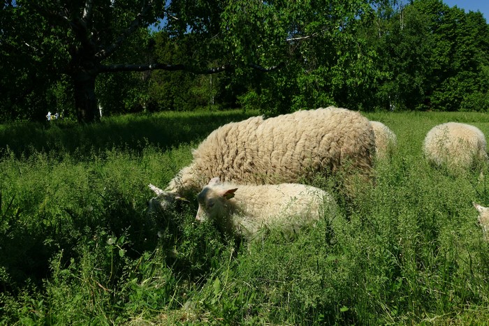 Sheep grazing in a grassy field with trees