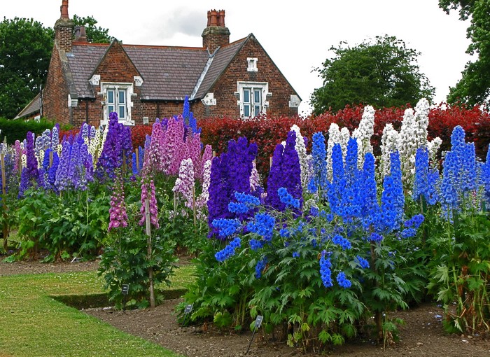 A garden bed filled with colorful Delphiniums in front of a brick house.
