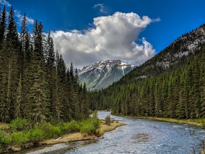 River flowing through a forest towards snow-capped mountains