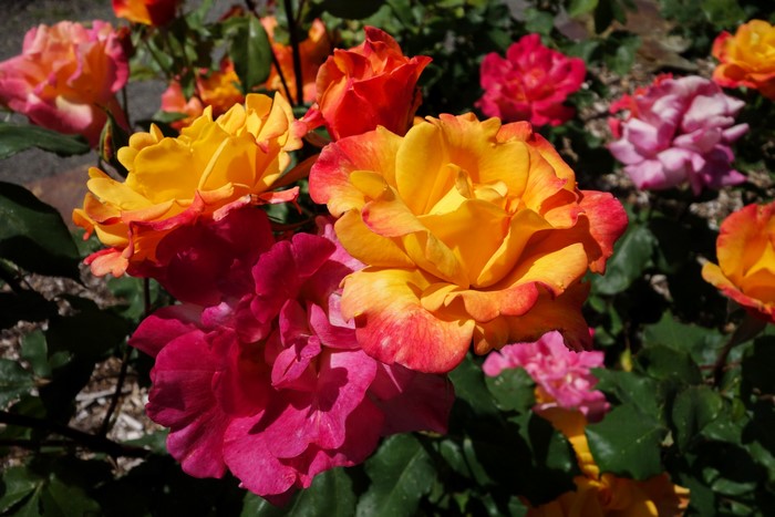 Close-up of multi-colored roses in bloom