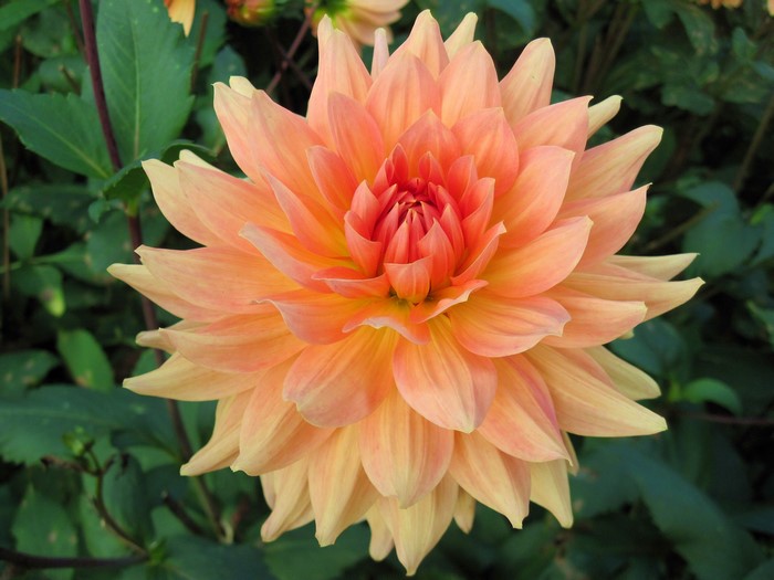 Close-up of a peach and orange dahlia flower
