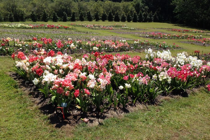 Amaryllis flowers in a park