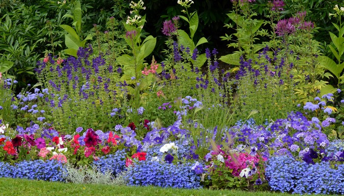 Flower bed with Petunias and Salvia