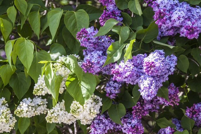 Purple and white lilacs with green leaves