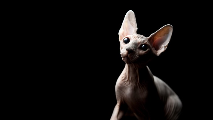4K Sphynx cat on black background
